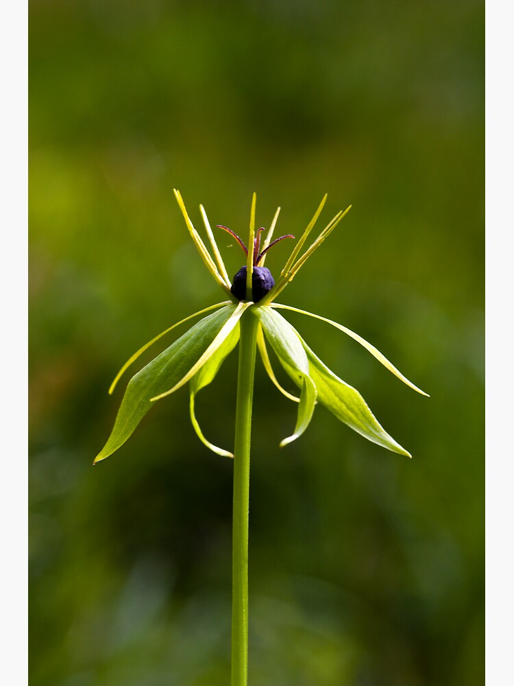 Herb Paris (Paris quadrifolia) by SteveChilton