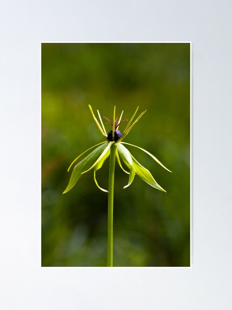 Alternate view of Herb Paris (Paris quadrifolia) Poster