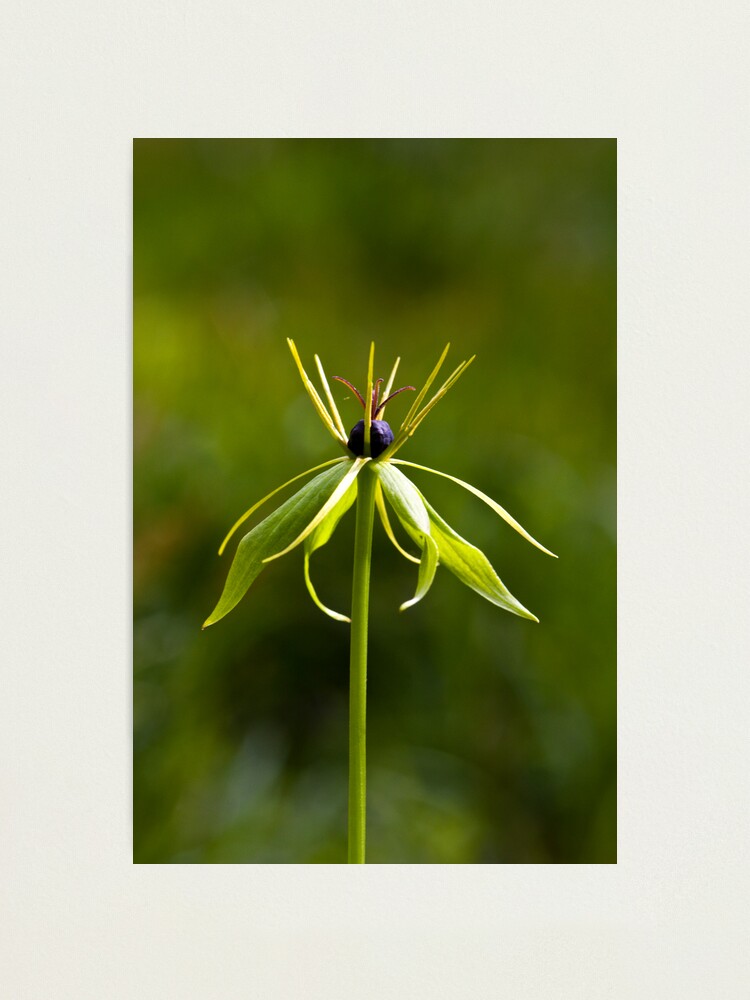 Alternate view of Herb Paris (Paris quadrifolia) Photographic Print