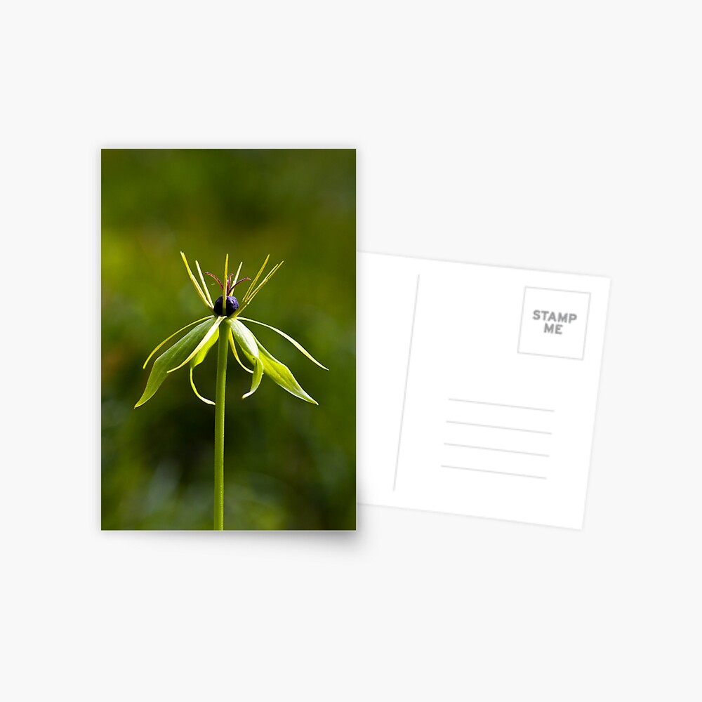 Herb Paris (Paris quadrifolia) Postcard