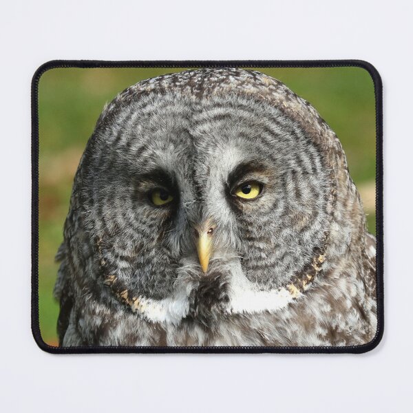 Item preview, Great gray owl close up designed and sold by locustgirl.