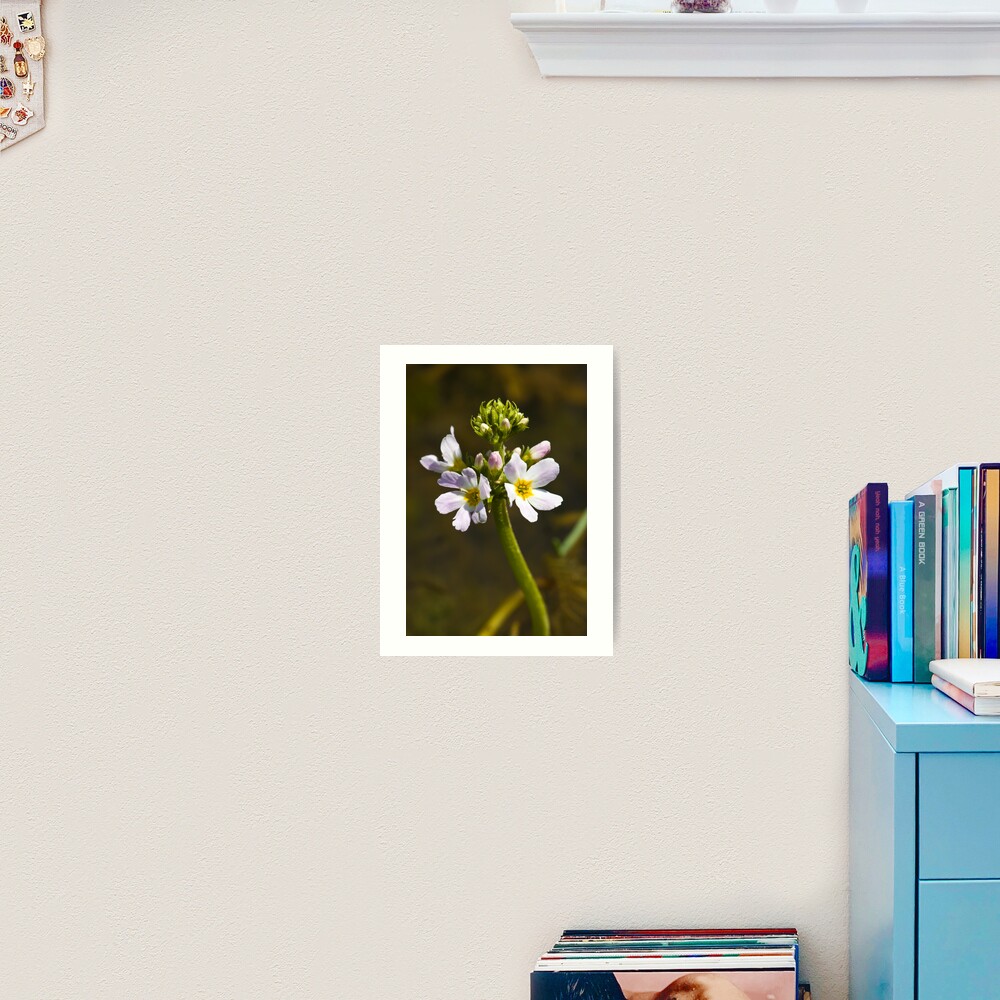 Water Violet (Hottonia palustris) Art Print