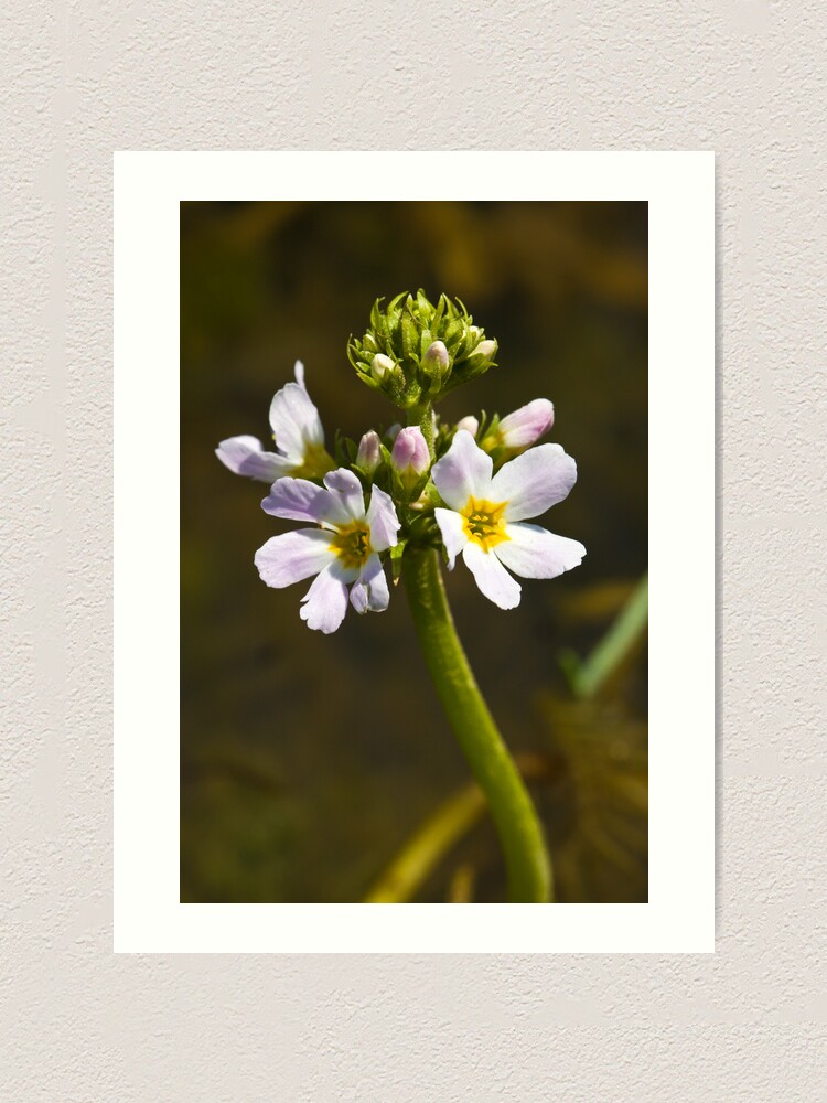 Alternate view of Water Violet (Hottonia palustris) Art Print