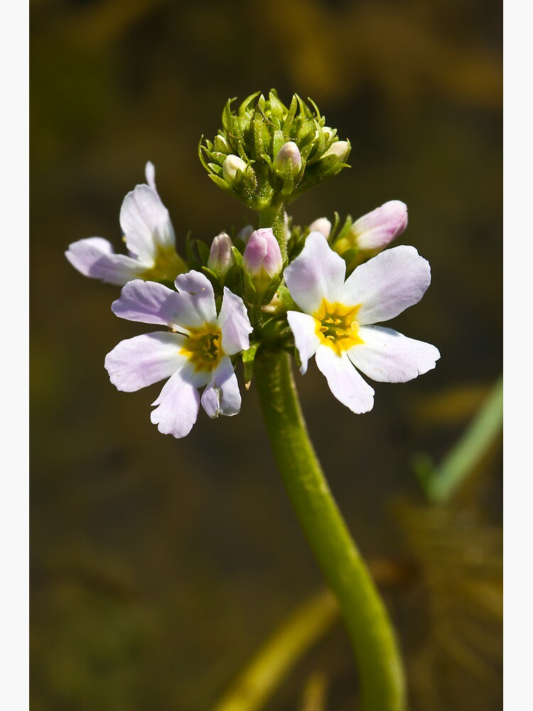 Water Violet (Hottonia palustris) by SteveChilton