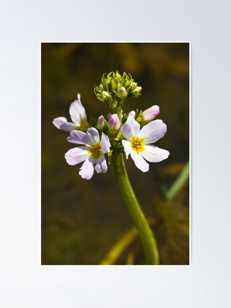 Alternate view of Water Violet (Hottonia palustris) Poster