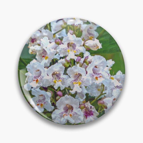 Item preview, Catalpa designed and sold by Frankie Cat Photography.