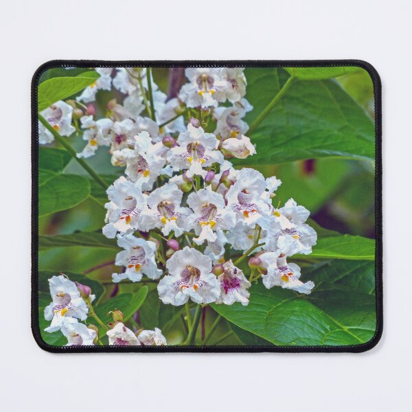 Item preview, Catalpa designed and sold by Frankie Cat Photography.