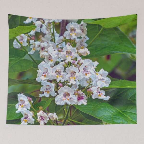 Item preview, Catalpa designed and sold by Frankie Cat Photography.