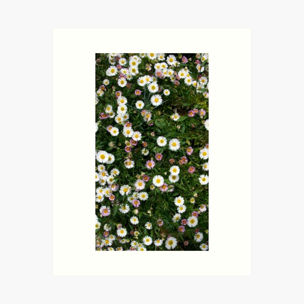 Item preview, Erigeron - seaside daisy at Magpie Springs by Avril Thomas designed and sold by MagpieSprings.