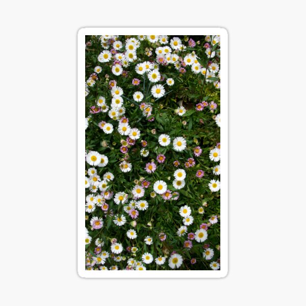 Item preview, Erigeron - seaside daisy at Magpie Springs by Avril Thomas designed and sold by MagpieSprings.