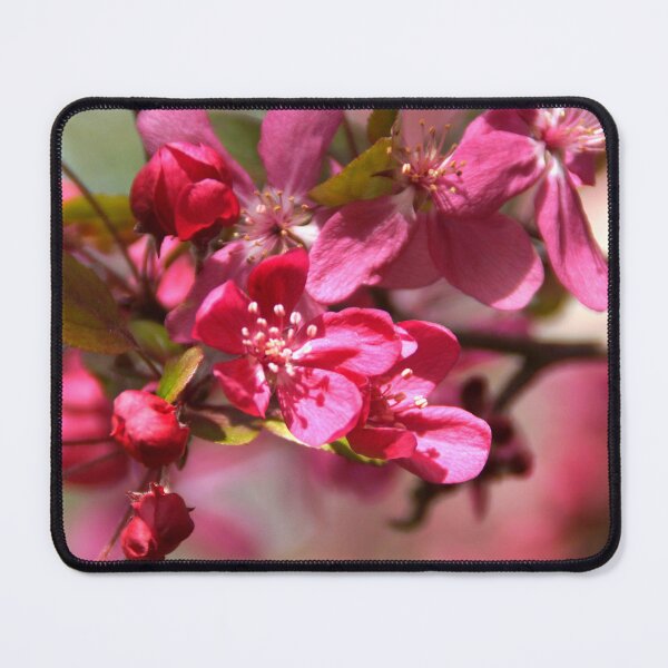 Item preview, Pink Prunus Blossum at Magpie Springs by Avril Thomas designed and sold by MagpieSprings.