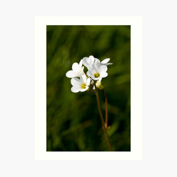 Meadow Saxifrage (Saxifraga granulata) Art Print