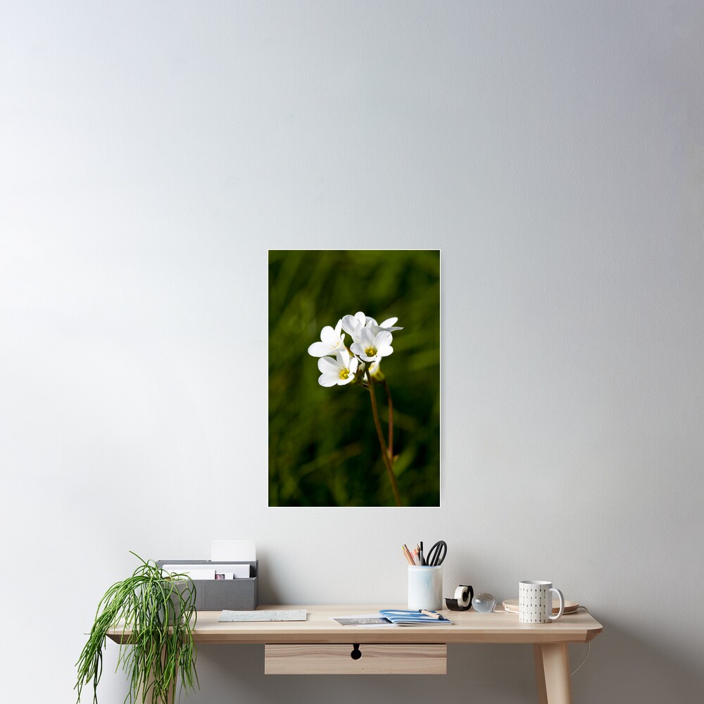 Meadow Saxifrage (Saxifraga granulata) Poster