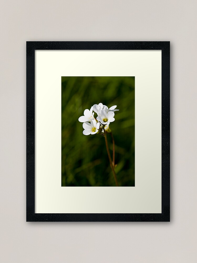 Alternate view of Meadow Saxifrage (Saxifraga granulata) Framed Art Print