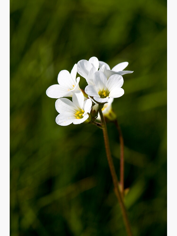 Meadow Saxifrage (Saxifraga granulata) by SteveChilton