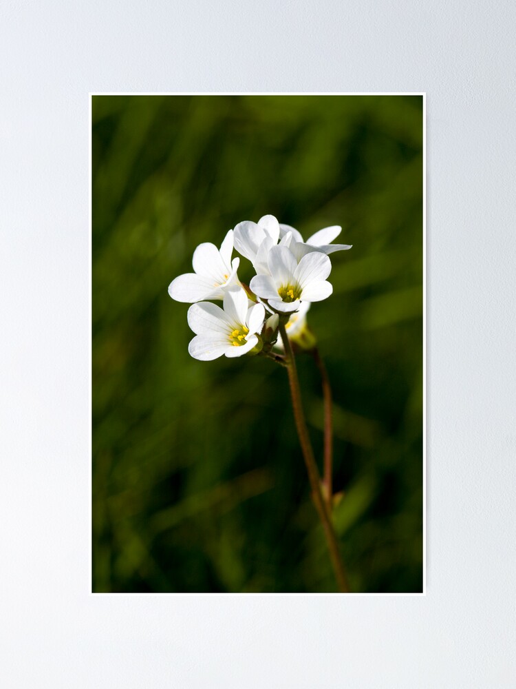 Alternate view of Meadow Saxifrage (Saxifraga granulata) Poster