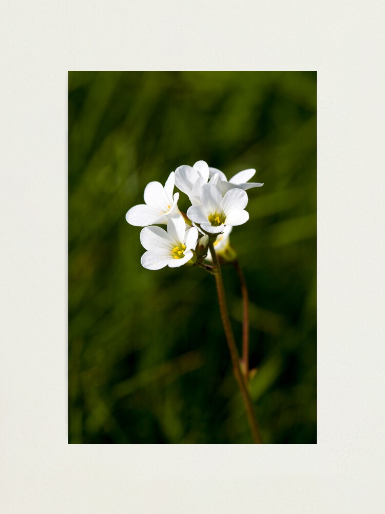 Alternate view of Meadow Saxifrage (Saxifraga granulata) Photographic Print