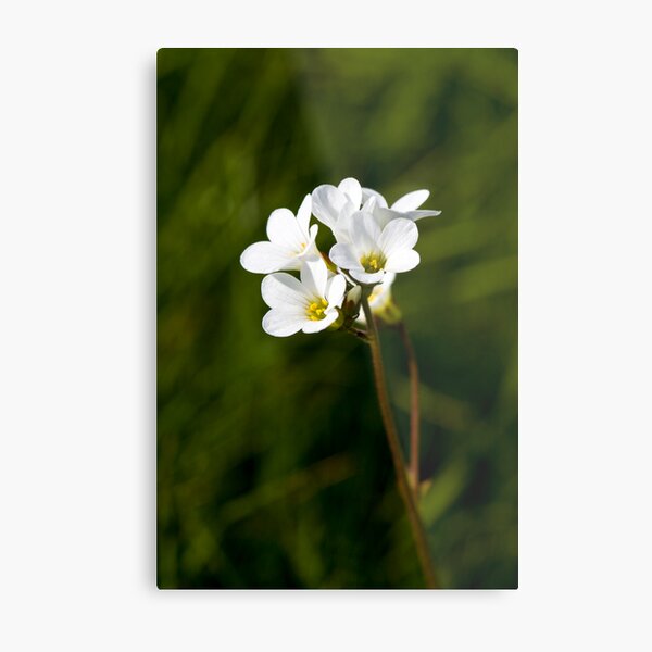 Meadow Saxifrage (Saxifraga granulata) Metal Print