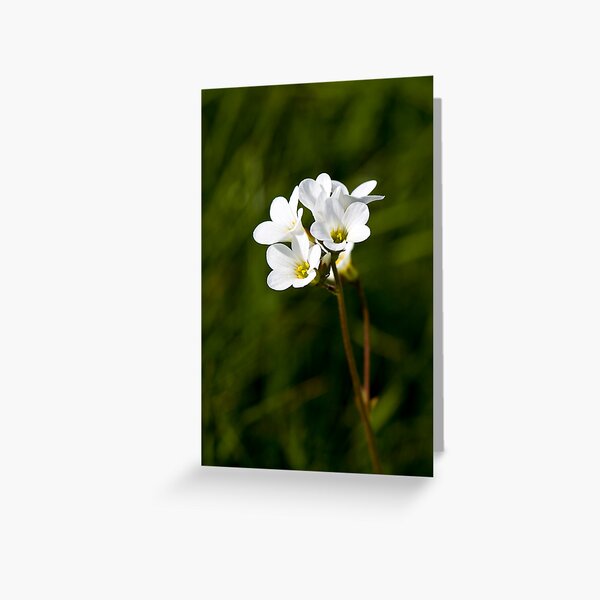 Meadow Saxifrage (Saxifraga granulata) Greeting Card