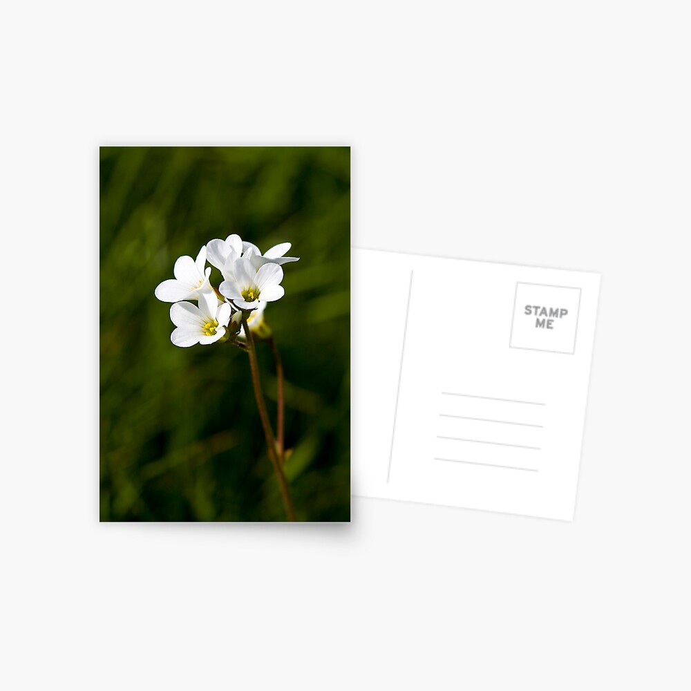 Meadow Saxifrage (Saxifraga granulata) Postcard
