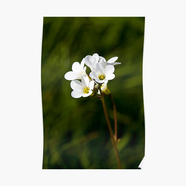 Meadow Saxifrage (Saxifraga granulata) Poster