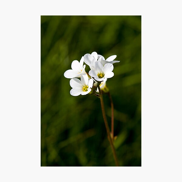 Meadow Saxifrage (Saxifraga granulata) Photographic Print