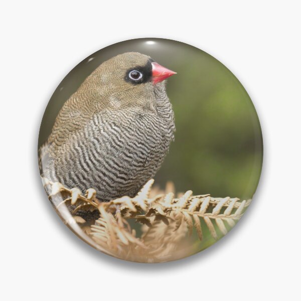 Item preview, A Beautiful Firetail designed and sold by CBoyle.