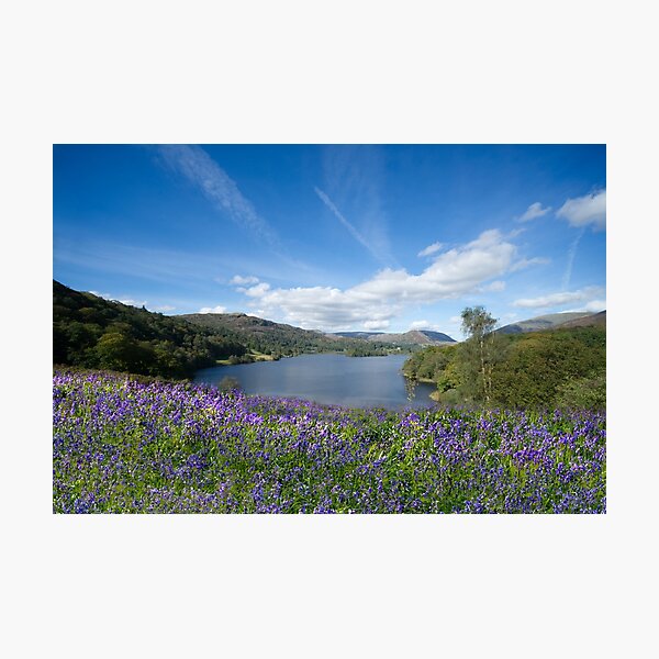 Item preview, Grasmere Bluebells designed and sold by Alisonchambers2.