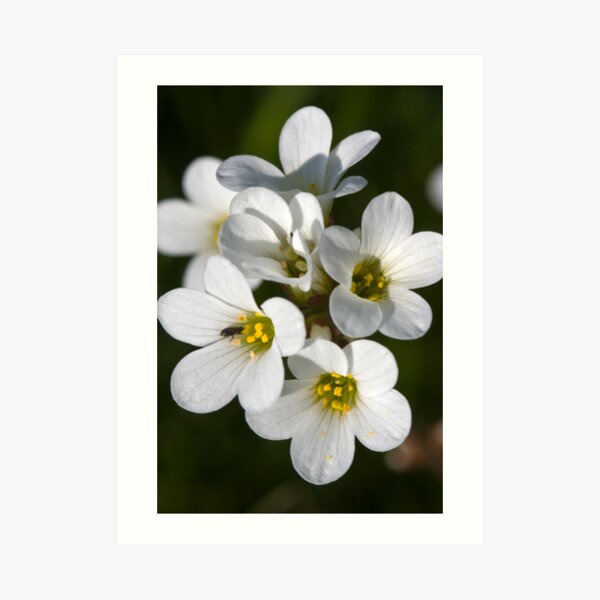 Meadow Saxifrage (Saxifraga granulata) Art Print