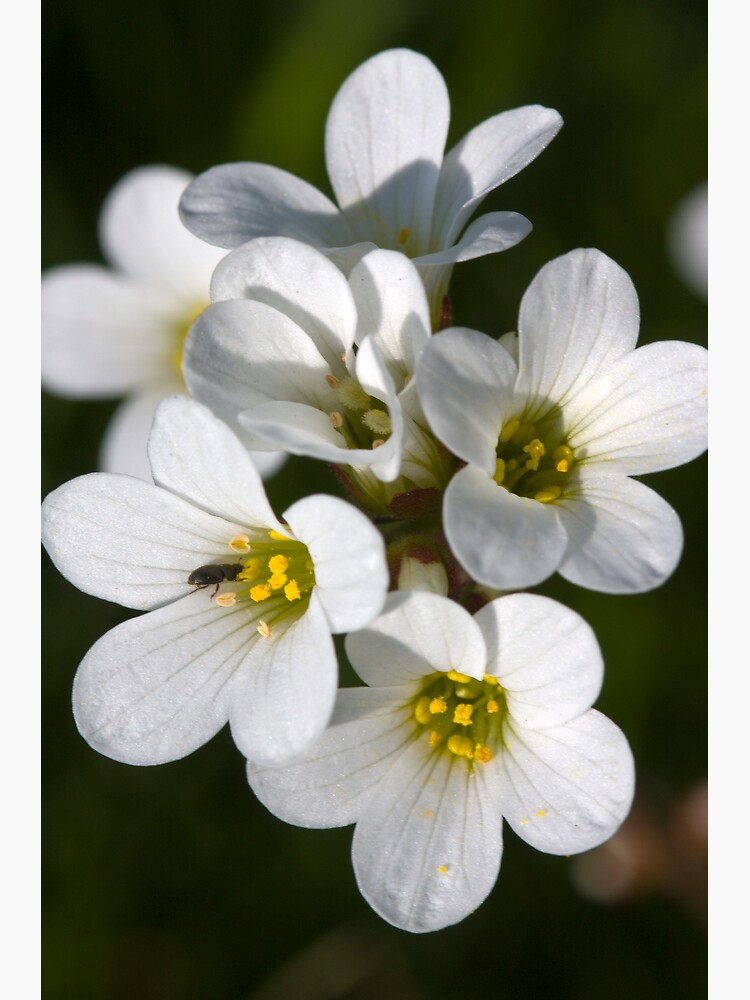 Meadow Saxifrage (Saxifraga granulata) by SteveChilton