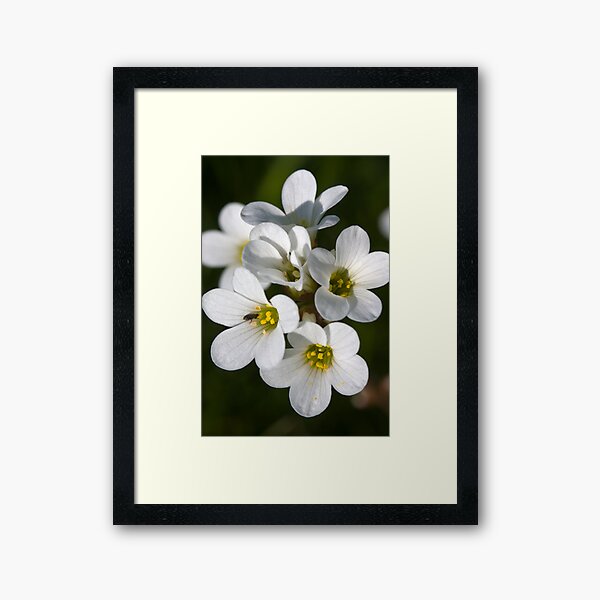 Meadow Saxifrage (Saxifraga granulata) Framed Art Print