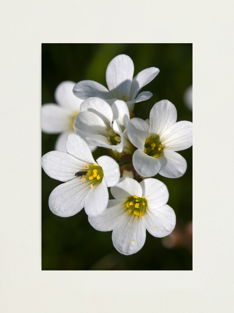 Alternate view of Meadow Saxifrage (Saxifraga granulata) Photographic Print