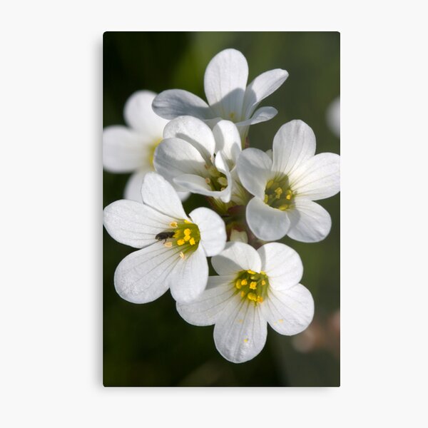Meadow Saxifrage (Saxifraga granulata) Metal Print