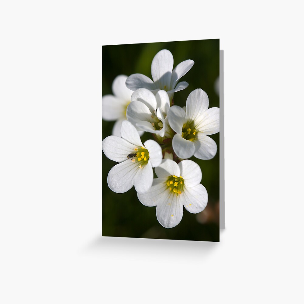 Meadow Saxifrage (Saxifraga granulata) Greeting Card