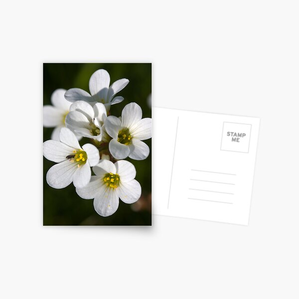 Meadow Saxifrage (Saxifraga granulata) Postcard