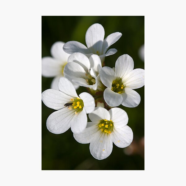 Meadow Saxifrage (Saxifraga granulata) Photographic Print