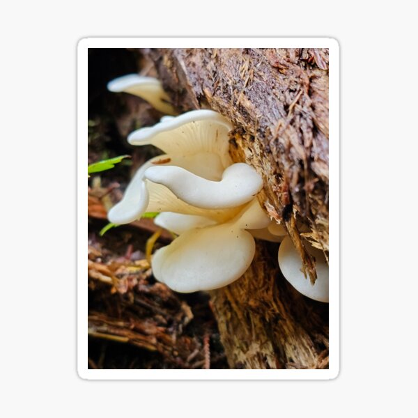 Item preview, Curious Mushrooms designed and sold by cheeriodp.