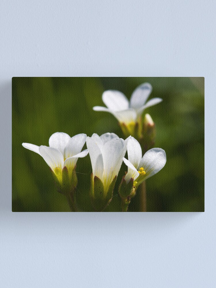 Alternate view of Meadow Saxifrage (Saxifraga granulata) Canvas Print