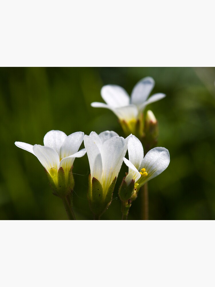 Meadow Saxifrage (Saxifraga granulata) by SteveChilton