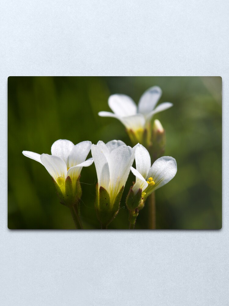 Alternate view of Meadow Saxifrage (Saxifraga granulata) Metal Print