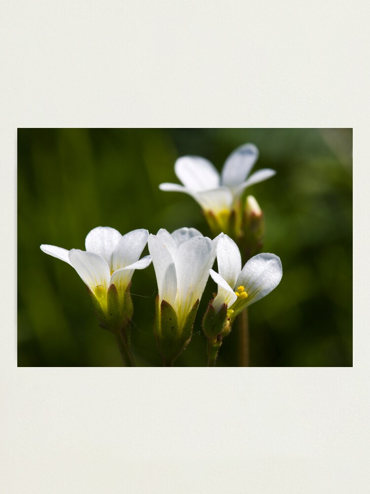 Alternate view of Meadow Saxifrage (Saxifraga granulata) Photographic Print