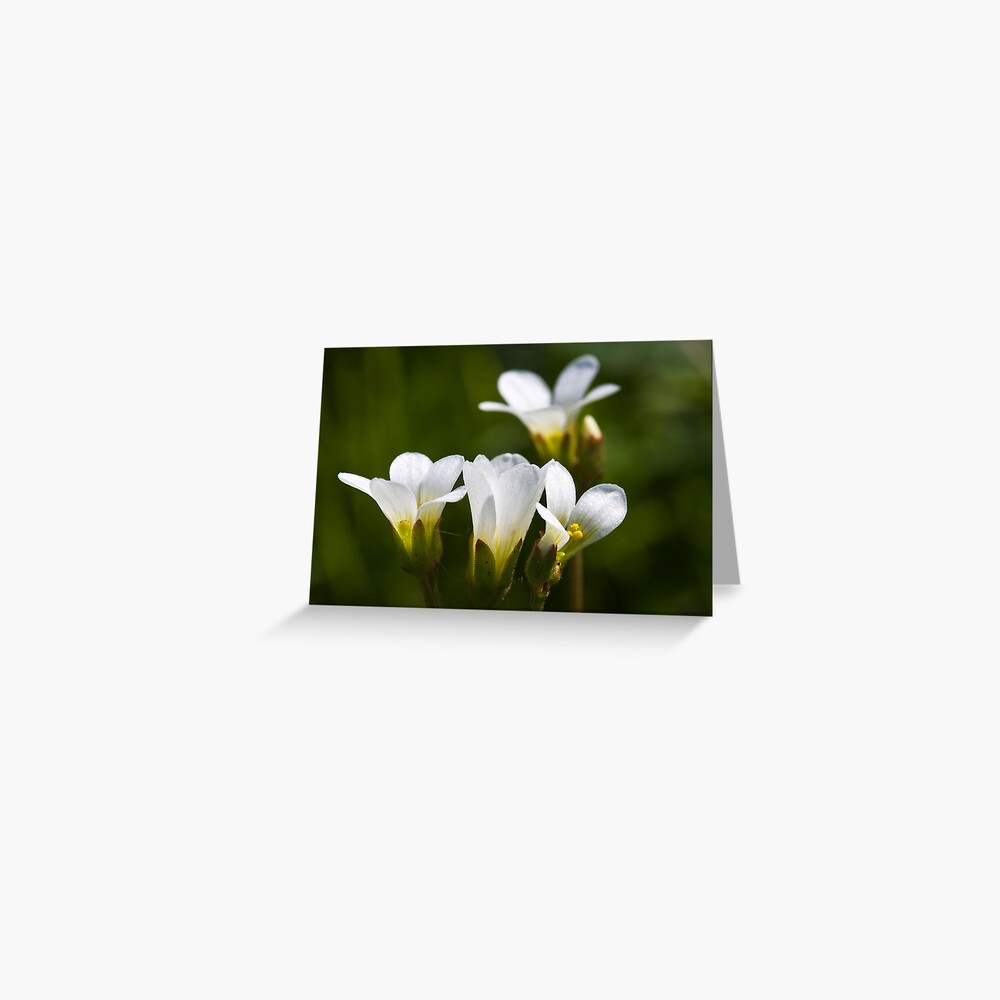 Meadow Saxifrage (Saxifraga granulata) Greeting Card