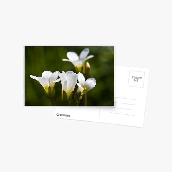 Meadow Saxifrage (Saxifraga granulata) Postcard