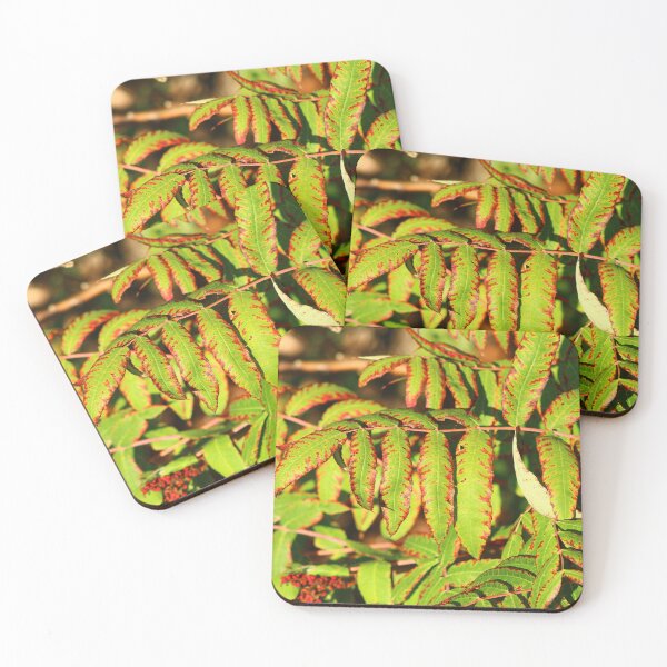 Item preview, Sunlight highlights the vibrant green leaves of a plant designed and sold by InezPhotography.