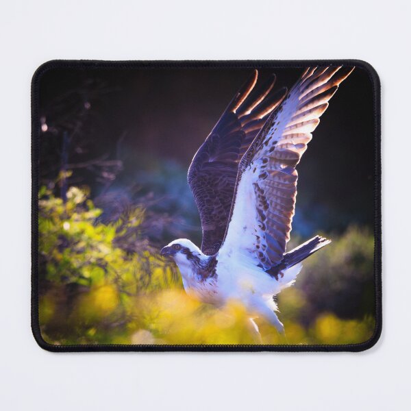Item preview, Mindarie Osprey, Western Australia designed and sold by Dave Catley.