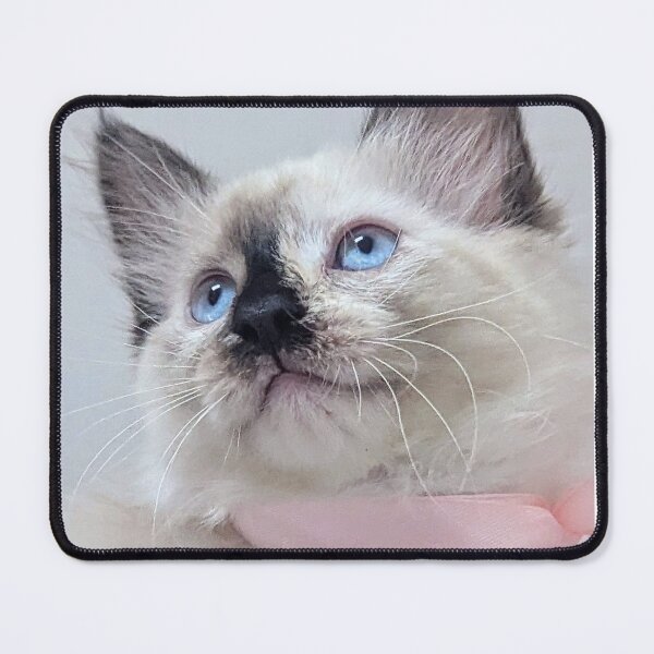 Item preview, Cute ragdoll Mainecoon kitten designed and sold by Fluffycat2020.