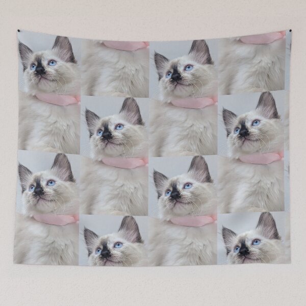 Item preview, Cute ragdoll Mainecoon kitten designed and sold by Fluffycat2020.