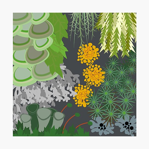 Tettegouche Moss and Lichen Collage Photographic Print