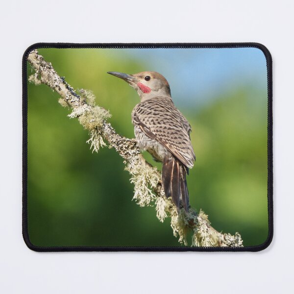 Item preview, Northern Flicker Perched on a Mossy Branch designed and sold by jeasolar.