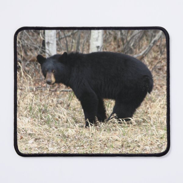 Item preview, Black Bear designed and sold by DawnFyfePhotos.